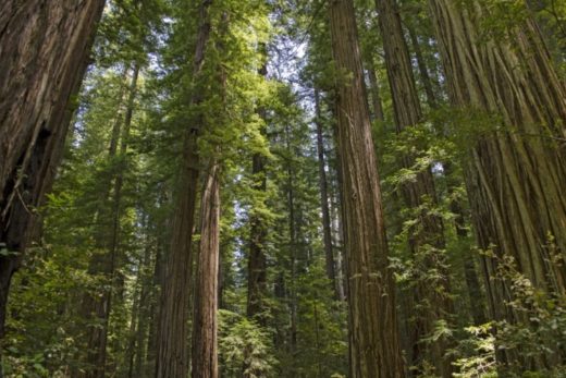 Stately redwoods reach towards the sky in Mendocino County.