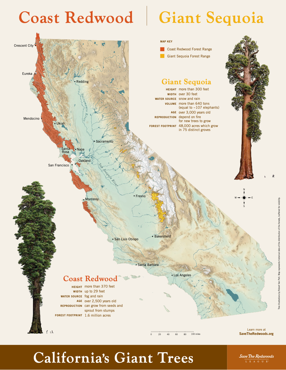 thumbnail image 2 of Small California Redwoods Patch | Embroidered Iron-On | Sequoias CA Nature Badge 2 of 6
