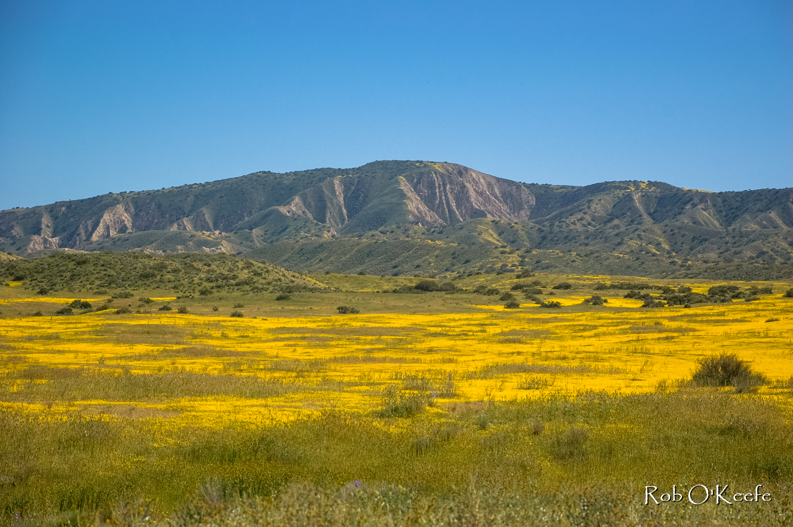Carizzo Plain Wildflowers