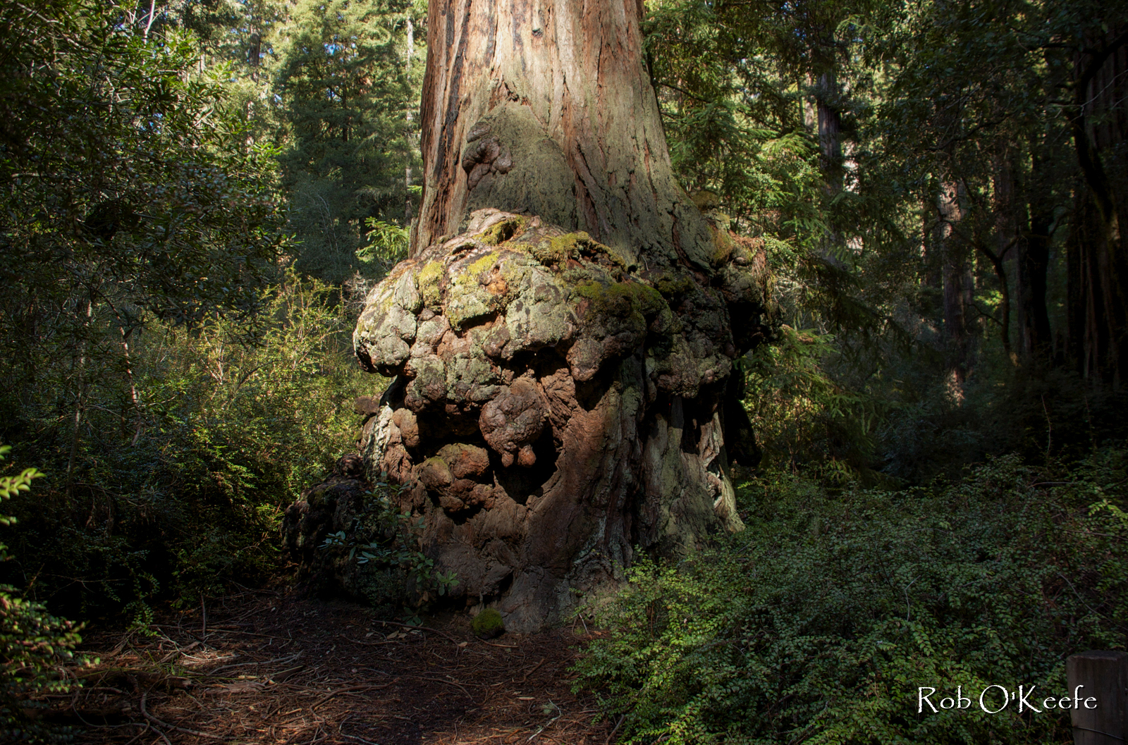Old Growth