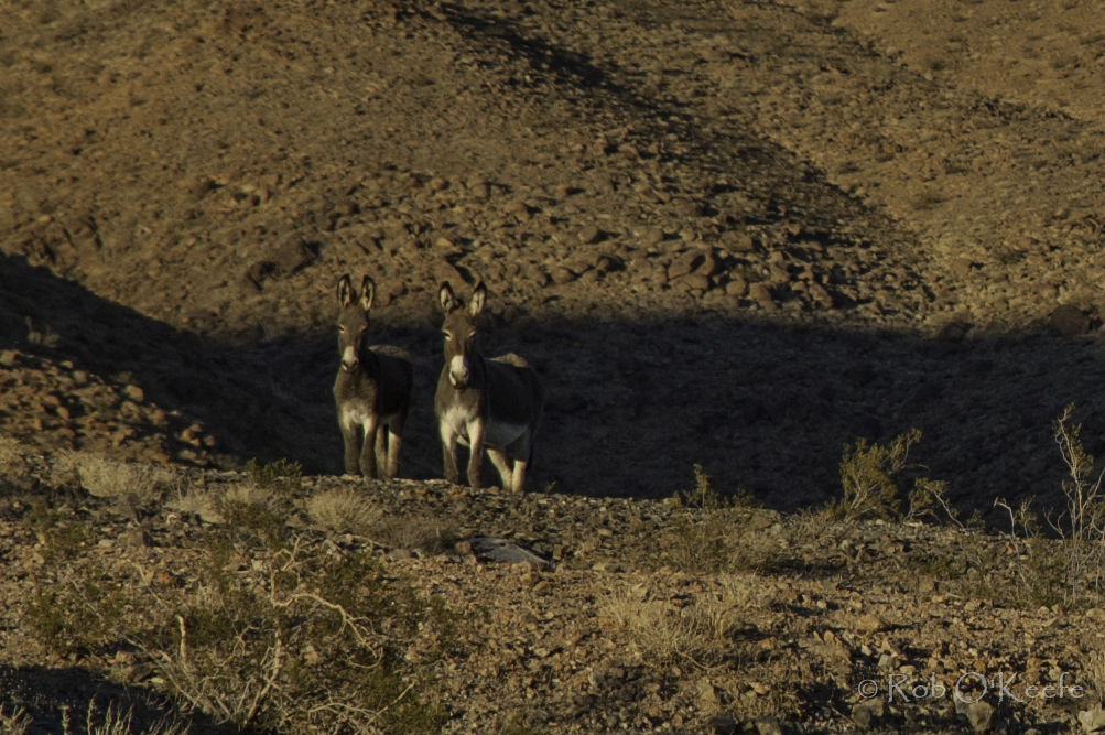 Beasts of Burden