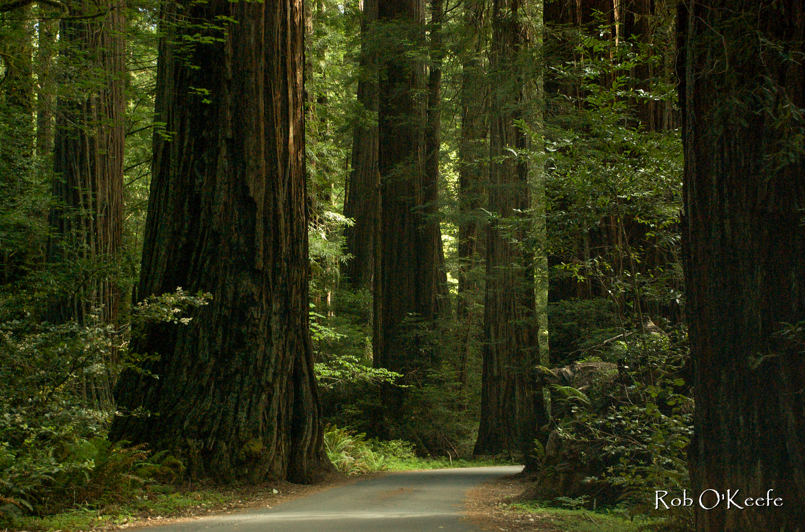 Humbodlt Redwoods State Park