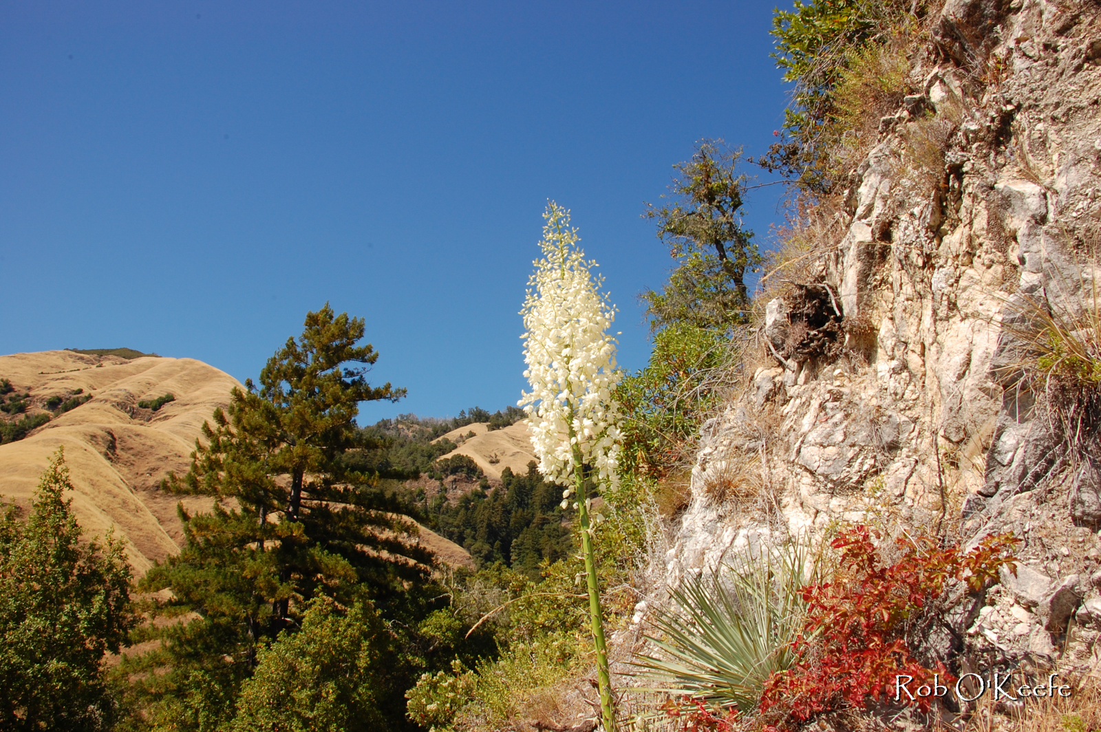 Mixed Plant Communities