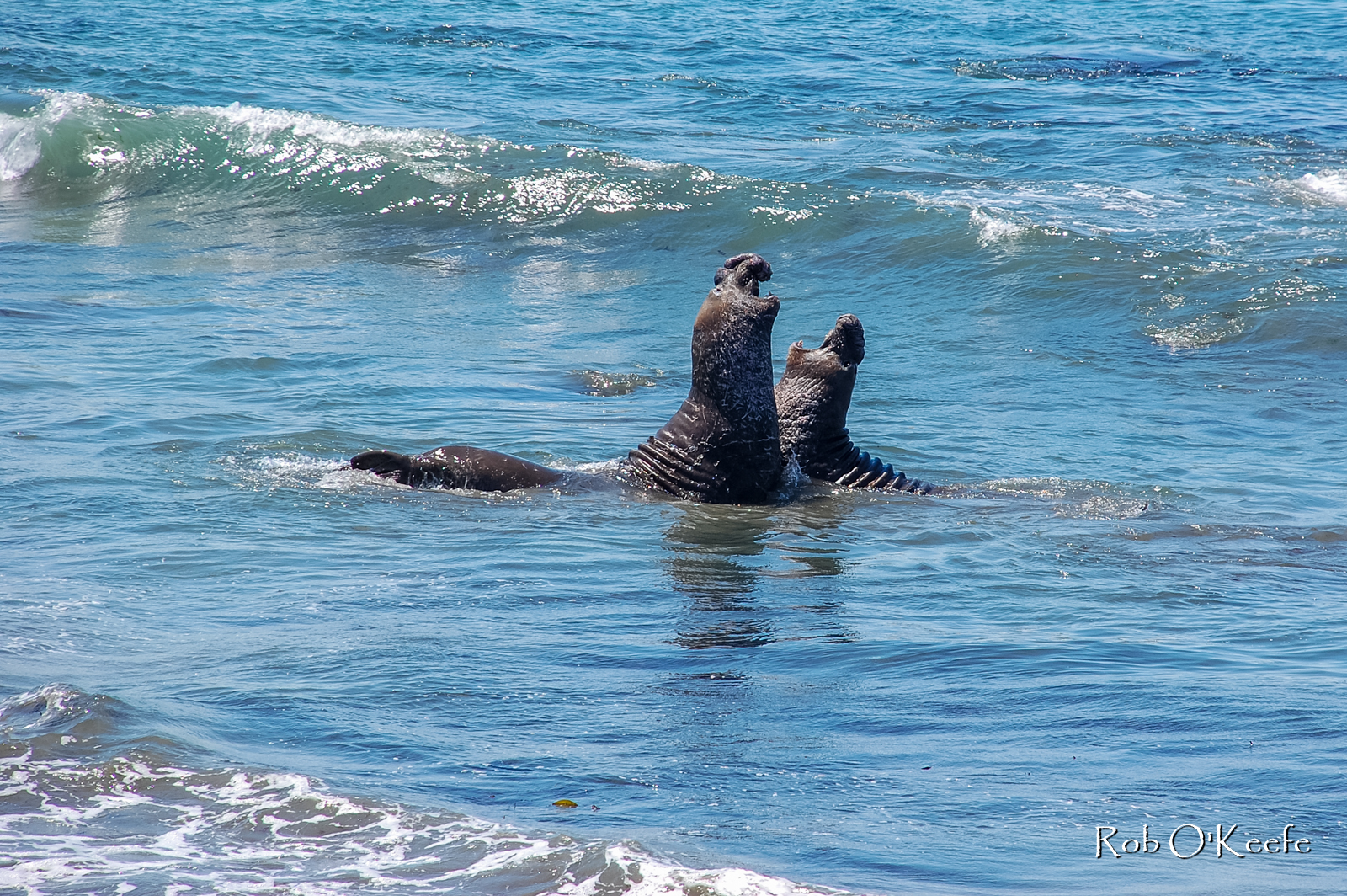 Northern Elephant Seals