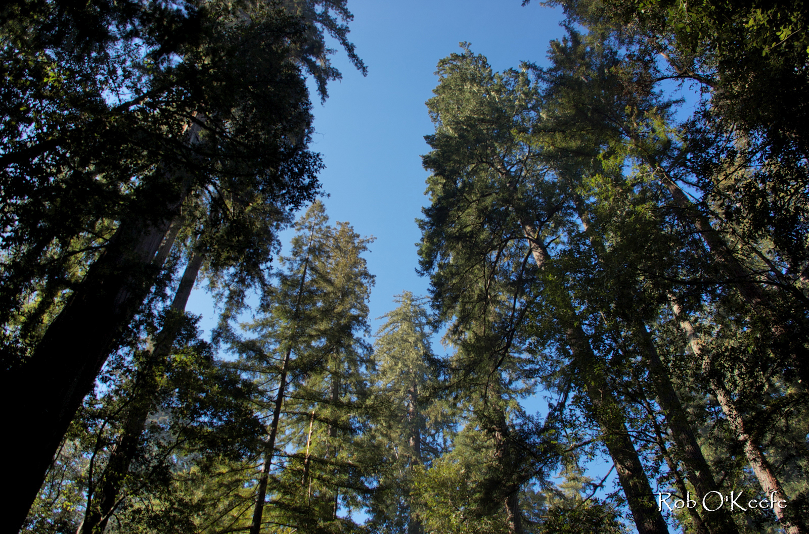 Big Basin Redwoods State Park