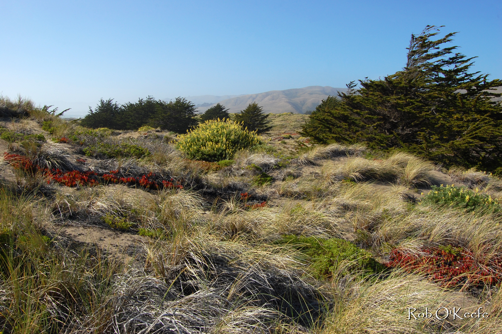 Stable Dunes