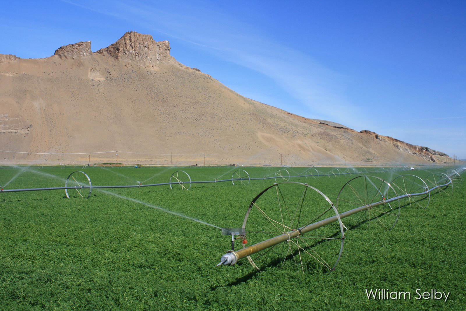 Irrigated Agriculture