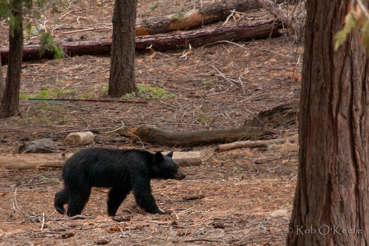 Black Bear (Ursus americanus)