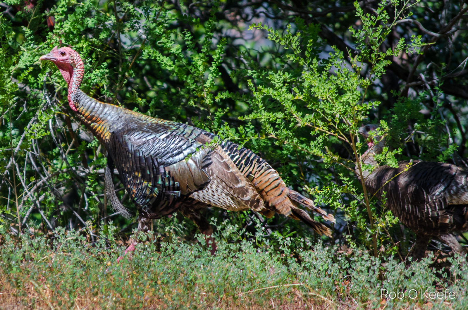 Wild Turkeys