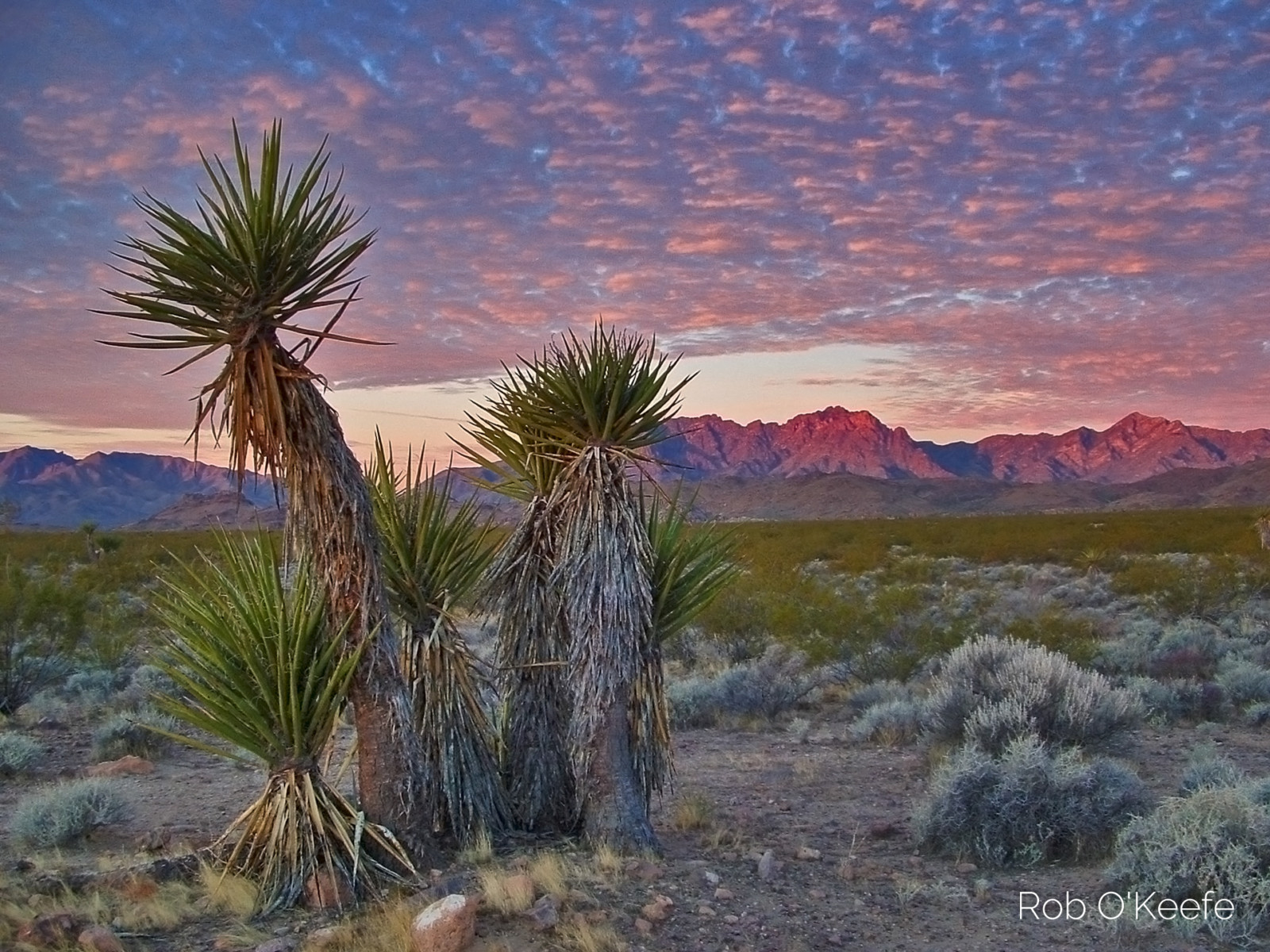 Sunrise in the Mojave