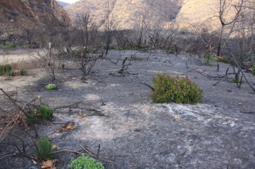 Here, western potions of the Santa Monica Mountains were recovering from another fire just a few years before the 2018 Woolsey Fire would burn some of the same landscapes.