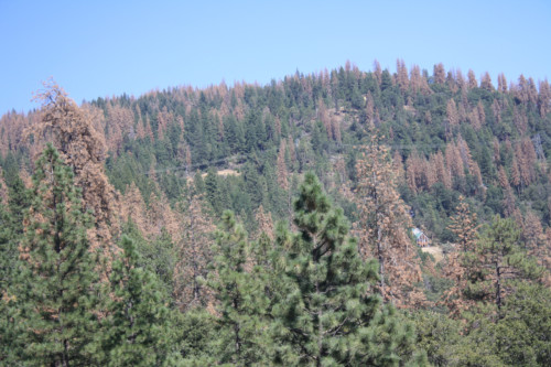 Drought and Bark Beetles